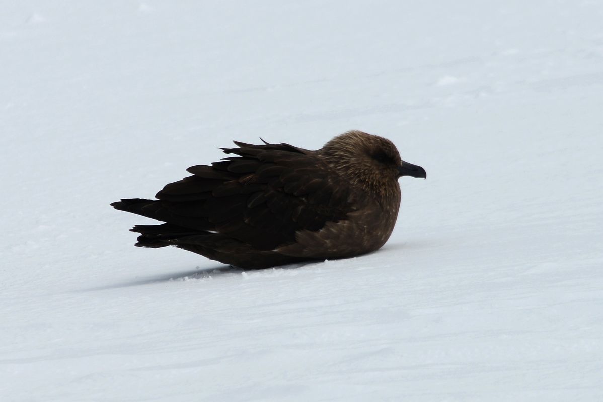 05B Brown Skua Bird On The Snow At Danco Island On Quark Expeditions Antarctica Cruise